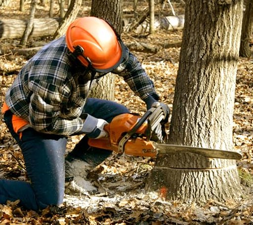Tree Removal in Bernice, LA